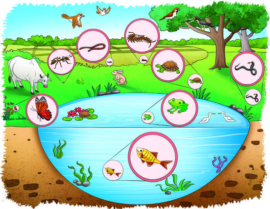 Fig. 2.7: Diversity in animals